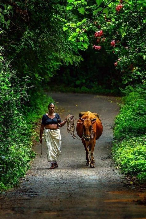 നാട്ടിൻപുറ കാഴ്ചകൾ.. Kerala Village, Nostalgia Photography, Village Drawing, Heart In Nature, Boho Art Drawings, Unknown Pleasures, Village Photography, Good Morning Photos, Amazing Nature Photos