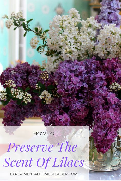 Do you love the lilac scent? Learn how to preserve the scent of lilacs yourself. You can use the fragrance extraction in homemade bath and body products. #scentoflilacs #enfluerage #lilacpreserve #lilacscent #preservelilacscent Witchy Recipes, Lemon Balm Essential Oil, Natural Skin Moisturizer, Lilac Scent, Lilac Bushes, Perfume Recipes, Homemade Bath, Essential Oil Blends Recipes, Bath And Body Products