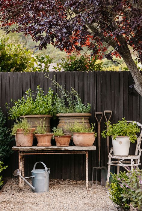 Pot Vegetable Garden, Herb Garden In Pots, Herbs In Pots, Grow Food, Landscape Designer, Veg Garden, Side Garden, Garden Pests, Garden Fencing