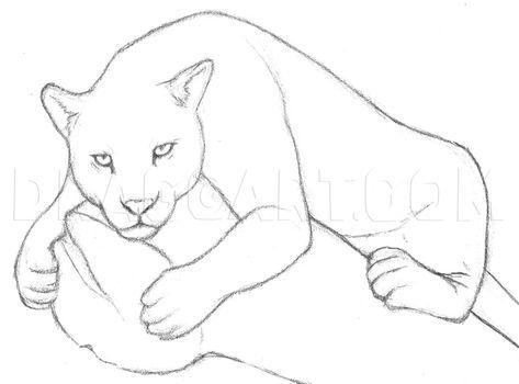 Jungle Animals Drawing Easy, How To Draw A Snow Leopard Step By Step, Puma Drawing Easy, Jaguar Drawing Easy, Drawing Jaguar, Puma Drawing, Panther Sketch, Jaguar Drawing, Pumas Animal