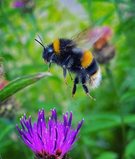 Bee Artwork, Bee Pictures, Bee Photo, Bees And Wasps, Nature Artists, Wildlife Prints, British Wildlife, Beautiful Bugs, Creepy Crawlies