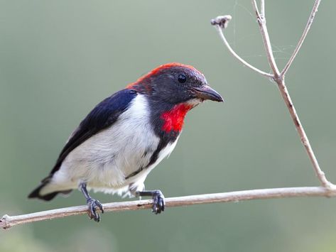 Black-fronted Flowerpecker (Dicaeum igniferum) videos, photos and sound recordings | the Internet Bird Collection | HBW Alive Cebu Flowerpecker, Black Wings, Red Cap, Song Bird, Cebu, Bird Species, Beautiful Birds, Sound, Birds