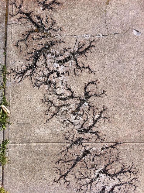 lightning strike Lichtenberg Scar, Concrete Sidewalk, Lichtenberg Figures, Tattoo Over Scar, Scar Tattoo, Lightning Strike, Strange Places, Lightning Strikes, Grand Designs