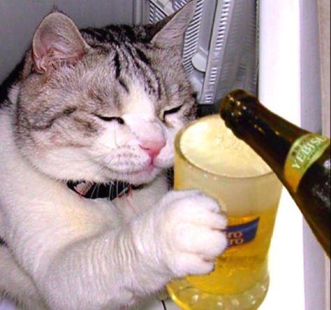 Drunk Cat, 밈 유머, Silly Cats Pictures, Cat Drinking, Cat Icon, Funny Cats And Dogs, Silly Animals, Funny Cat Pictures, Cat Aesthetic