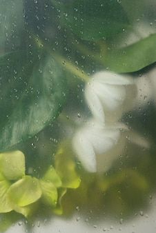 Wet Flowers Behind Glass Wallpaper, Wet Glass Flower Wallpaper, Blurry Mist Flowers Wallpaper, Flowers Through Condensed Glass Wallpaper, Rainy Flowers Wallpaper, Water Drop Flowers Wallpaper, Rainy Spring Wallpaper, Flower Behind Glass Wallpaper, Blurry Flower Wallpaper