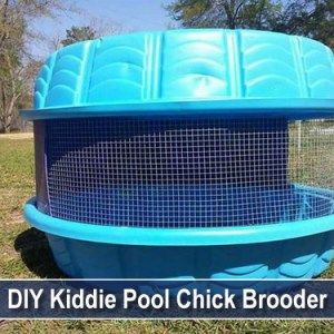 DIY Kiddie Pool Duck Brooder Diy Kiddie Pool, Chicken Brooder Box, Chick Brooder, Brooder Box, Urban Chicken Farming, Chicken Brooder, Portable Chicken Coop, Chicken Pen, Urban Chickens