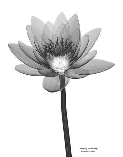 Tattoo Water Lily, X Ray Flower Tattoo, Flower Xray, X Ray Flower, Xray Flower, Tattoo Water, Water Lily, X Ray, Lotus Flower