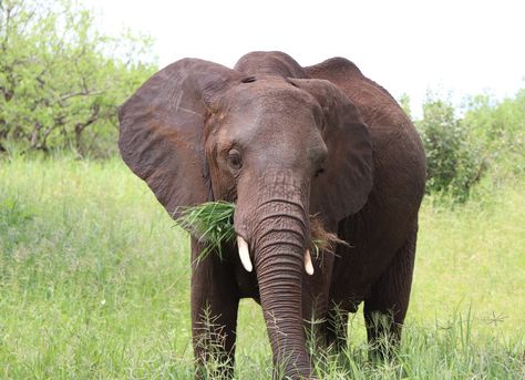 Free An Elephant Eating Grasses on a Grass Field Stock Photo Elephant African, Elephant Eating, Animal Eating, Tesla Spacex, Biggest Elephant, Animal Action, Grass Field, African Elephant, An Elephant