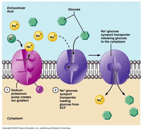 In the sodium potassium pump , when the 2 potassium and 3 sodium are moved , it requires the use of energy such as ATP. The sodium in this picture is released onto the cytoplasm. Phospholipid Bilayer, Life Science Experiments, Sodium Potassium Pump, Life Science Classroom, Life Science Projects, Passive Transport, Active Transport, Life Science Middle School, Cell Transport