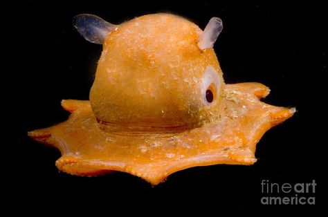 Flap Jack Octopus, Flapjack Octopus, Octopus Pictures, Dumbo Octopus, Fauna Marina, Underwater Animals, Deep Sea Creatures, Beautiful Sea Creatures, Interesting Animals