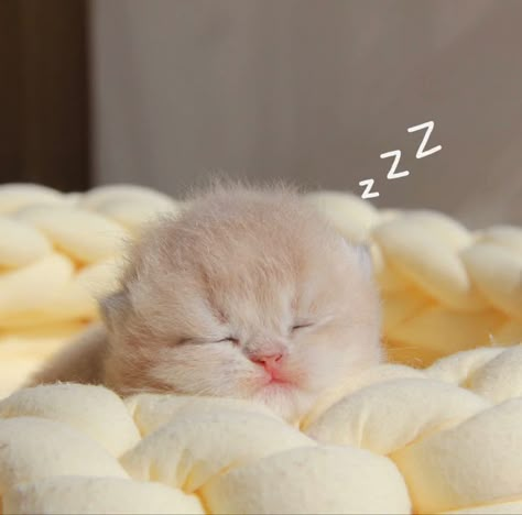 #CutestWhiteCats #CuteNamesForWhiteCats #CuteBlackAndWhiteCats #CutestWhiteCatBreeds #CutestHouseCats #CutestGreyCats #CutestWhiteCatNames #CutestWhiteKitten #CuteWhiteCatsAndKittens #CuteWhiteCatAnime #CuteWhiteCatAesthetic #CuteWhiteCatArt #CuteCatsWhiteAndGrey #CuteCatWhiteAndBlack #CuteWhiteAnimeCatGirl #CuteWhiteCatsBreeds #CuteWhiteCatBaby #CuteWhiteCatBlueEyes #CuteWhiteCatNames #CuteWhiteCatBackground #CuteWhiteCatBoyNames #CuteWhiteCatBabyGirl #CuteWhiteCatBed #CuteWhiteBlackCats Cute Kitten Pics, Funny Looking Cats, Cute Small Animals, Cats Photos, Cute Little Kittens, Silly Cats Pictures, Cute Cat Wallpaper, Cute Cats Photos, Adorable Kitten