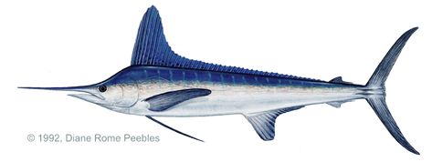 Xiphias Gladius, White Marlin, Fish Types, Dolly Varden, Watercolor Fish, Fish Drawings, Pacific Blue, Fish Art, Catfish