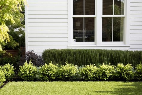 11 Ways to Add Curb Appeal for Under $100 - Gardenista Front Yard Hedges, Front Yards Diy, Boxwood Landscaping, Curb Appeal Landscape, Add Curb Appeal, Front Yards Curb Appeal, Diy Curb Appeal, Landscape Curbing, Hardscape Design