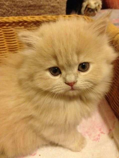 Doll Faced Persian Cat, Persian Doll Face Cat, Cream Persian Cat, Doll Face Persian Kittens, Doll Face Persian Cat, Persian Cat Doll Face, Cute Cat Costumes, Pets Wallpaper, Persian Kitten