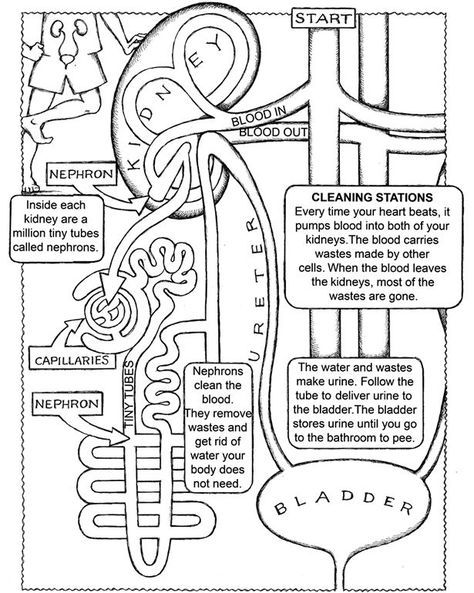 Free coloring page with kidney and excretory system details. Anatomi Dan Fisiologi, Anatomy Coloring, Anatomy Coloring Book, Human Body Unit, Teaching Biology, Human Body Systems, Human Anatomy And Physiology, Homeschool Science, Middle School Science