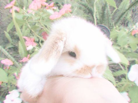 Bunny Aesthetic, Bun Bun, Cute Bunnies, Wallpaper White, Soft Aesthetic, Baby Bunnies, Little Animals, Cute Pets