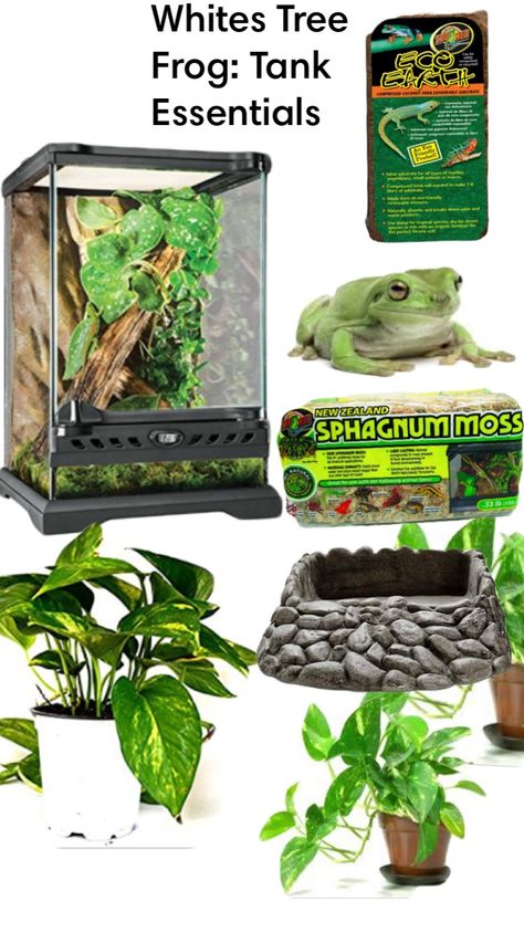 Pet Tree Frog Habitat, Australian White Tree Frog Enclosure, White’s Tree Frog, How To Take Care Of A Frog, Frog Pet Tank, Bioactive Frog Terrarium, Milk Frog Terrarium, Tree Frog Enclosure Ideas, White Tree Frog Care