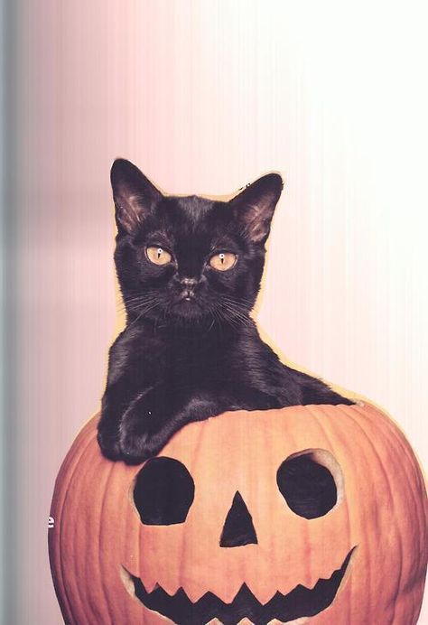 Laura Aesthetic, Halloween Kittens, Spooky Cats, Halloween Kitty, Halloween Decor Diy, Chat Halloween, Halloween Cats, A Black Cat, Cat Pumpkin