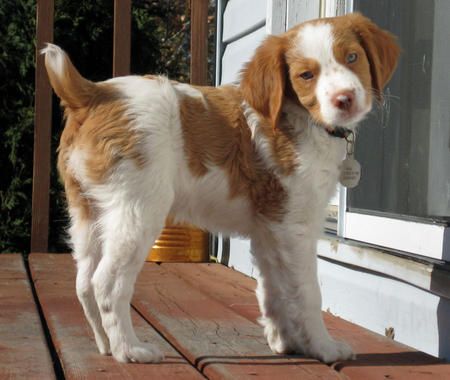 Brittany Spaniel Brittney Spaniel, Brittany Spaniel Puppies, Brittany Puppies, French Spaniel, Springer Dog, Cinnamon Twist, Brittany Spaniel Dogs, Brittany Spaniel, Spaniel Puppies