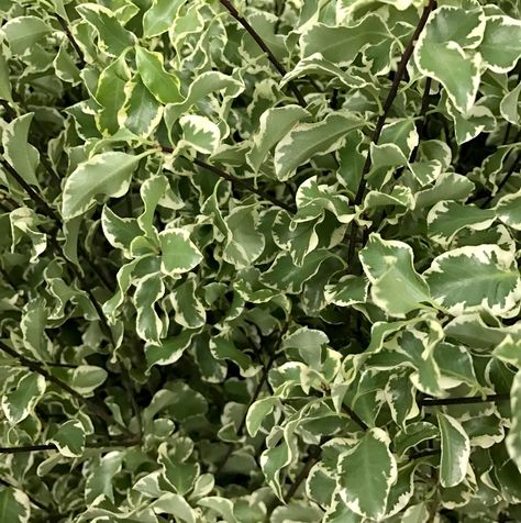 Mini Variegated Pittosporum Italian Pittosporum, Variegated Pittosporum, Horticultural Therapy, Spring Feels, Wreath Workshop, Flower Types, Filler Flowers, Flower Identification, Wedding Greenery