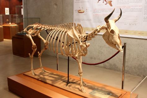 Cow Bone Art, Cow Skeleton, Son Of Zeus, Cow Bones, Animal Anatomy, Bone Art, Anatomy For Artists, Animal Sculpture, Animal Projects