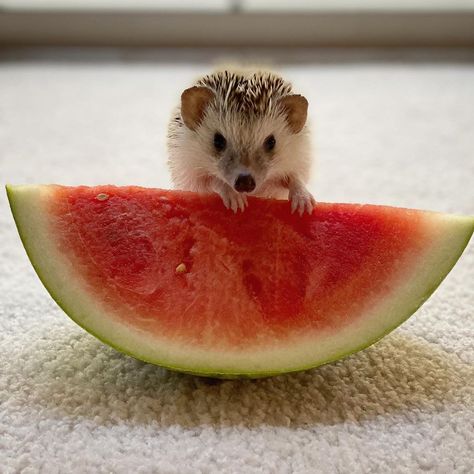 Quillbert’s Instagram profile post: “Tell tale time of “summer” do you like watermelon 🍉 Quillbert?  How about a picnic 🧺 tomorrow?  Worms 🐛 and watermelon 🍉 MMM....😋” A Picnic, Watermelon, Instagram Profile, Instagram