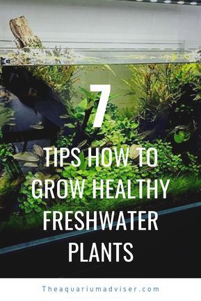 In this post I will add things that will make a difference on how quick and how successful you are growing healthy plants in your planted aquarium. Freshwater Plants Lighting, Nutrient-Rich Substrate, Fertilizer, Co2, Balance Of Fish To Plants, Floating Plants, Tank Mates, Types Of Plants and more. Plants Lighting, Aquarium Freshwater, Beautiful Tropical Fish, Freshwater Plants, Freshwater Aquarium Plants, Tropical Freshwater Fish, Aquascape Aquarium, Floating Plants, Fish Tank Plants