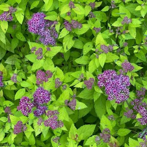 Sidewalk Landscaping, Cabin Landscape, Deer Resistant Shrubs, Red Twig Dogwood, Twig Dogwood, Low Maintenance Shrubs, Electric Purple, Deer Resistant Plants, Landscape Plants