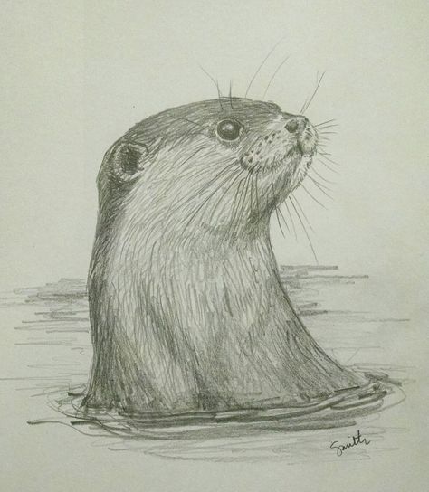 North American River Otter in pencil Easy Otter Drawing, Otter Drawing Tutorial, Otter Sketch Easy, Otter Painting Easy, Otter Sketch, Otter Drawing Sketches, River Otter Tattoo, Sea Otter Sketch, River Drawing Pencil