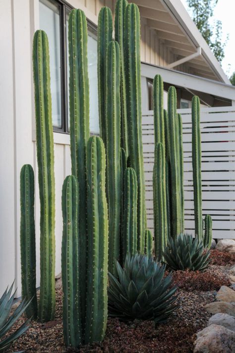 Palm Springs Landscaping, Kaktus Dan Sukulen, Tall Cactus, Outdoor Makeover, Sunset Magazine, Succulent Gardening, Desert Garden, House Plants Decor, Home Landscaping