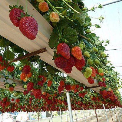 Strawberries planted in old rain gutters!  Organic farming research foundation website!  How cool and easy to pic is this! Strawberries Growing, Granite House, Garden Lifestyle, Kebun Herbal, Grow Strawberries, Taman Diy, Gutter Garden, Tanaman Pot, Jardim Diy