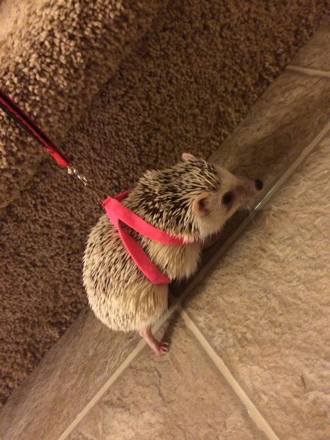 Hedgehog harness Pet Hedgehog, Hedgehogs, Heghog Aesthetic, Heghehog Pet, Hedgehog In Nature, Hedgehog Care, Hedgehog Cage, Hedgehog Meme, Pygmy Hedgehog