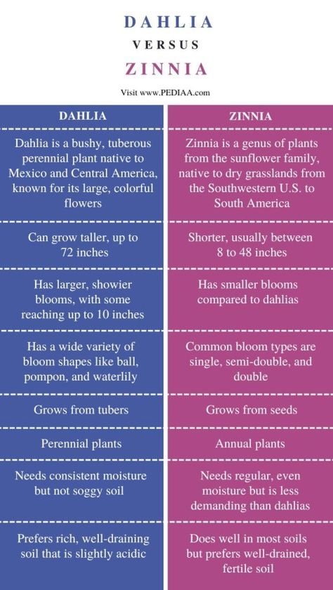 Sunflower Family, Green Chemistry, Golden Pothos, Zinnia Flowers, Flower Meanings, What Is The Difference Between, Replant, How To Grow Taller, Different Flowers