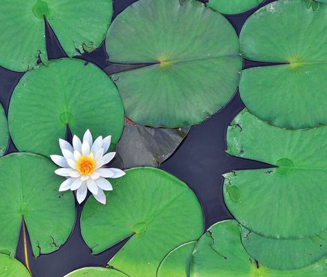 Children hop on numbered lily pads, counting as they go. Flowers From Above, Animation Stop Motion, Early Learning Centre, Lotus Flowers, Lily Pads, Stop Motion, Lotus, Activities For Kids, Plant Leaves