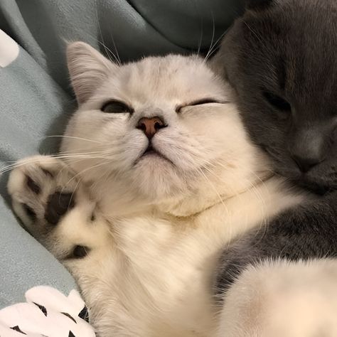 Cute Couple Cat Profile, Cat Profile Matching, Couples Dp Matching, Aesthetic Couple Profile Pic, Couple Cat Profile, Cat Couple Profile Picture, Cat Pair Dp, Matching Pfp Cats Couple, Cat Couple Pp