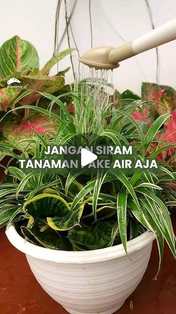 𝗣𝗹𝗮𝗻𝘁𝗲𝗿𝗶𝗮.𝗶𝗱 | 𝗨𝗿𝗯𝗮𝗻 𝗙𝗮𝗿𝗺𝗶𝗻𝗴 𝗦𝗼𝗹𝘂𝘁𝗶𝗼𝗻 on Instagram: ".
Jangan siram tanaman pake air biasa aja ya…
Baiknya mending dicampurkan sesuatu hehehe
Simak videonya yaaa

#planteria #tanamanhias #tehtawar #siramtanaman #pupukdiy #sisamakanan" Tanaman Air, Homework, Orchids, Audio, Instagram