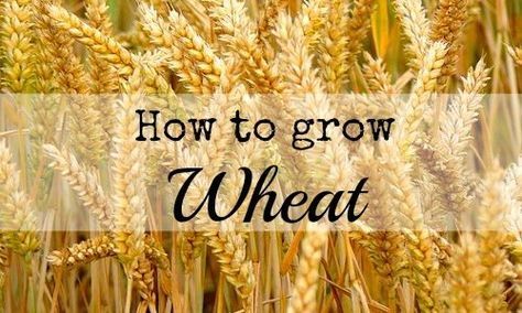 How to grow wheat How To Grow Wheat, Spring Planting Guide, Grow Wheat, Growing Wheat, Low Maintenance Garden Design, Seedlings Indoors, Raising Backyard Chickens, Homestead Gardens, Organic Vegetable Garden