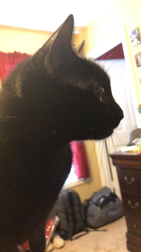 Adorable profile shot Black Cat Side Profile, Black Cat, Siding, Animals