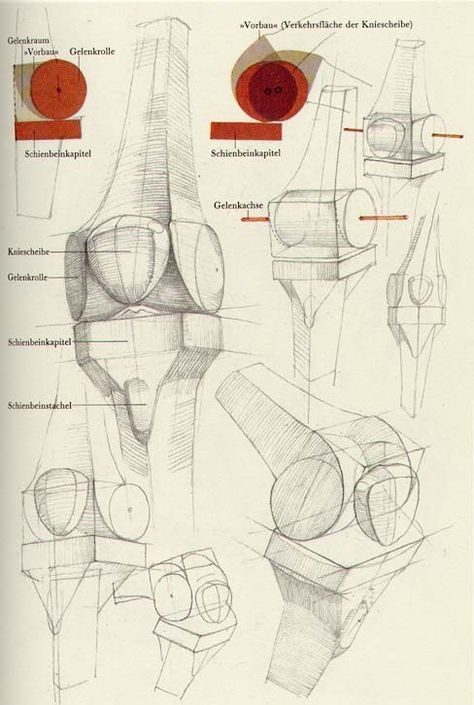 Gottfried Bammes, Leg Anatomy, Human Anatomy Reference, Gross Anatomy, Human Leg, Anatomy Tutorial, Human Drawing, Anatomy Sketches, Anatomy For Artists