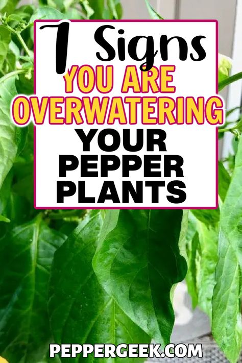 When it comes to growing peppers, overwatering is one of the biggest garden issues. Use our gardening tips to know exactly when to water your peppers, so you can prevent issues like blossom end rot and wilting leaves. Holes In Pepper Plant Leaves, Grow Peppers From Seeds, Dehydrating Peppers, Growing Green Peppers, Gardening Peppers, Vegetable Fruit Garden, Pepper Growing, Garden Peppers, Jalapeno Plant