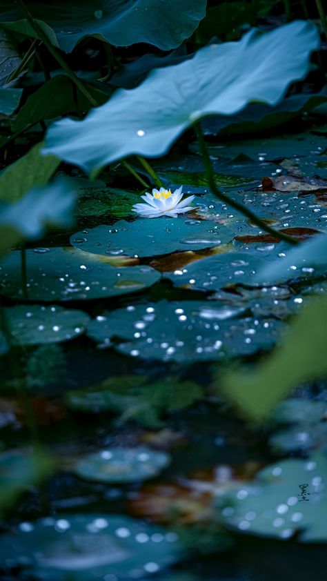 Nilofar Flower, Water Lilies Wallpaper, Water Lily Wallpaper, Flower Dress Art, Lotus Flower Pictures, Lily Wallpaper, Nature Iphone Wallpaper, Witchy Wallpaper, Scenery Pictures