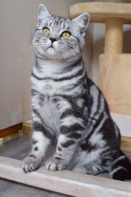 Silver British Shorthair, British Shorthair Cats Grey, British Shorthair Tabby, British Shorthair Silver Tabby, Tabby British Shorthair, Tabby Cat Pictures, Silver Tabby Cat, American Shorthair Cat, Tabby Cats