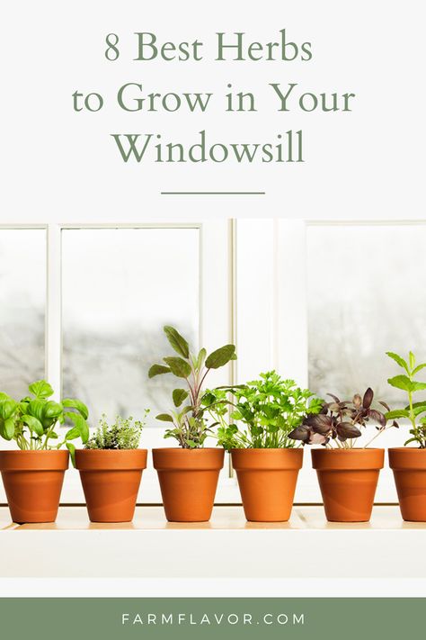 Window Box Herb Garden, Grow Herbs Indoors, Herbs To Grow Indoors, How To Grow Herbs, Garden Preparation, Best Herbs To Grow, Herbs To Grow, Growing Herbs Indoors, Grow Herbs