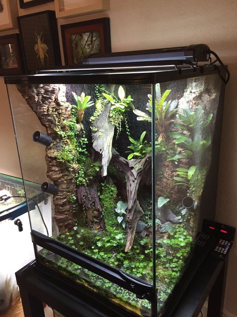 Paludarium Vivarium, Dart Frog Terrarium, Crested Gecko Habitat, Tree Frog Terrarium, Dumpy Tree Frog, Dart Frog Vivarium, Gecko Vivarium, Bioactive Vivarium, Frog Habitat