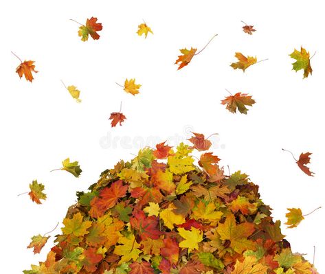 Pile of Fall Leaves. Autumn falling leaves on white background #Sponsored , #Sponsored, #SPONSORED, #Fall, #Autumn, #white, #Leaves Bush Drawing, Fall Leaves Drawing, Pictures Of Leaves, Leaf Pile, Pile Of Leaves, Leaves Clipart, Fall White, Leaf Clipart, Leaves Illustration