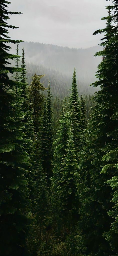 Wallpaper Mountain Nature, Forest Aesthetic Wallpaper, Little Cabin In The Woods, Iphone Dynamic Wallpaper, Forest Background, Cute Wallpaper For Phone, Green Nature, Homescreen Wallpaper, Background Pictures