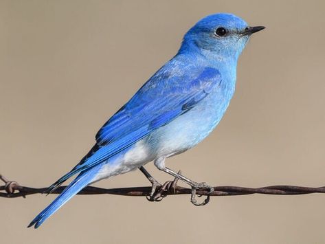 Mountain Bluebird Identification, All About Birds, Cornell Lab of Ornithology Bird Reference Photos, Bird Garland, Blue Canary, Bluebird Nest, Mountain Bluebird, Blue Animals, American Kestrel, Bird Reference, Bird Brain