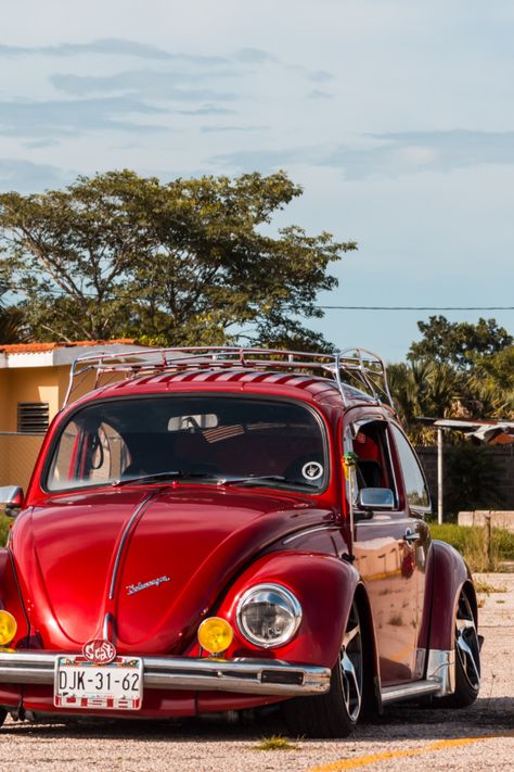 Desde el sureste mexicano nos visita un vocho sin igual ¡Furia Nocturna! Vw Beetle Classic, Vw Cars, Porsche 356, Vw Bug, Vw Beetles, Volkswagen Beetle, Cars And Motorcycles, Bugs, Ferrari