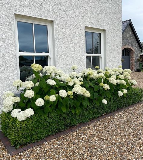 French Cottage Landscaping Front Yard, Hydrangea Bushes In Front Of House, Dream Bungalow, Garden Design Home, Garden Front Of House, Hydrangea Landscaping, Front Garden Landscape, House Farmhouse, Front Garden Design