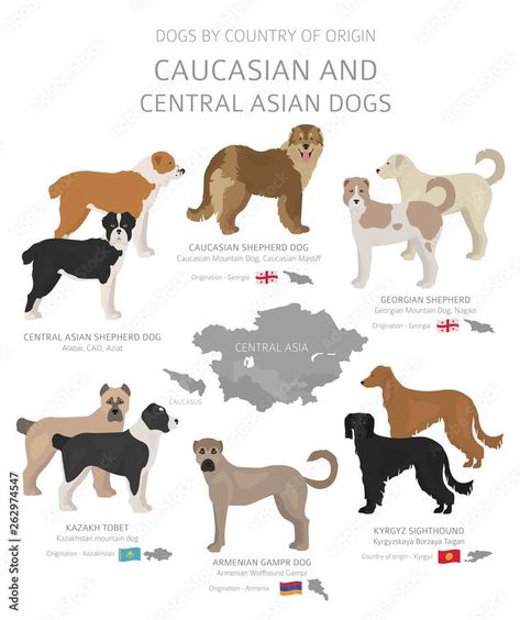 Caucasian & Central Asian Dogs ▪︎ Livestock Guardian Dogs: Kazakh Tobet, Armenian Gampr, Georgian Shepherd, Central Asian Shepherd, Caucasian Shepherd Dog ▪︎ Sighthound: Kyrgyz | stock.adobe.com Georgian Shepherd Dogs, Chinese Dog Breeds, Livestock Dog Breeds, Armenian Gampr Dog, Georgian Shepherd, Caucasian Dog, Russian Dog Breeds, Asian Shepherd Dog, Irish Dog Breeds